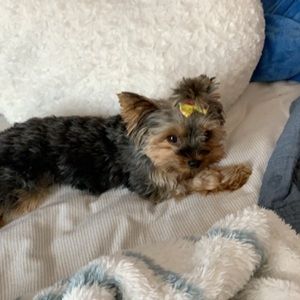 Meet your Posher, Allie